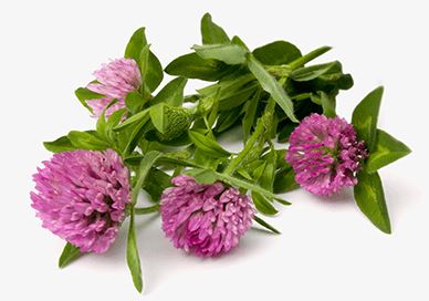 Red Clover Extract Powder Red Clover Extract Powder