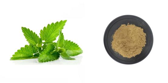 Lemon balm extract powder